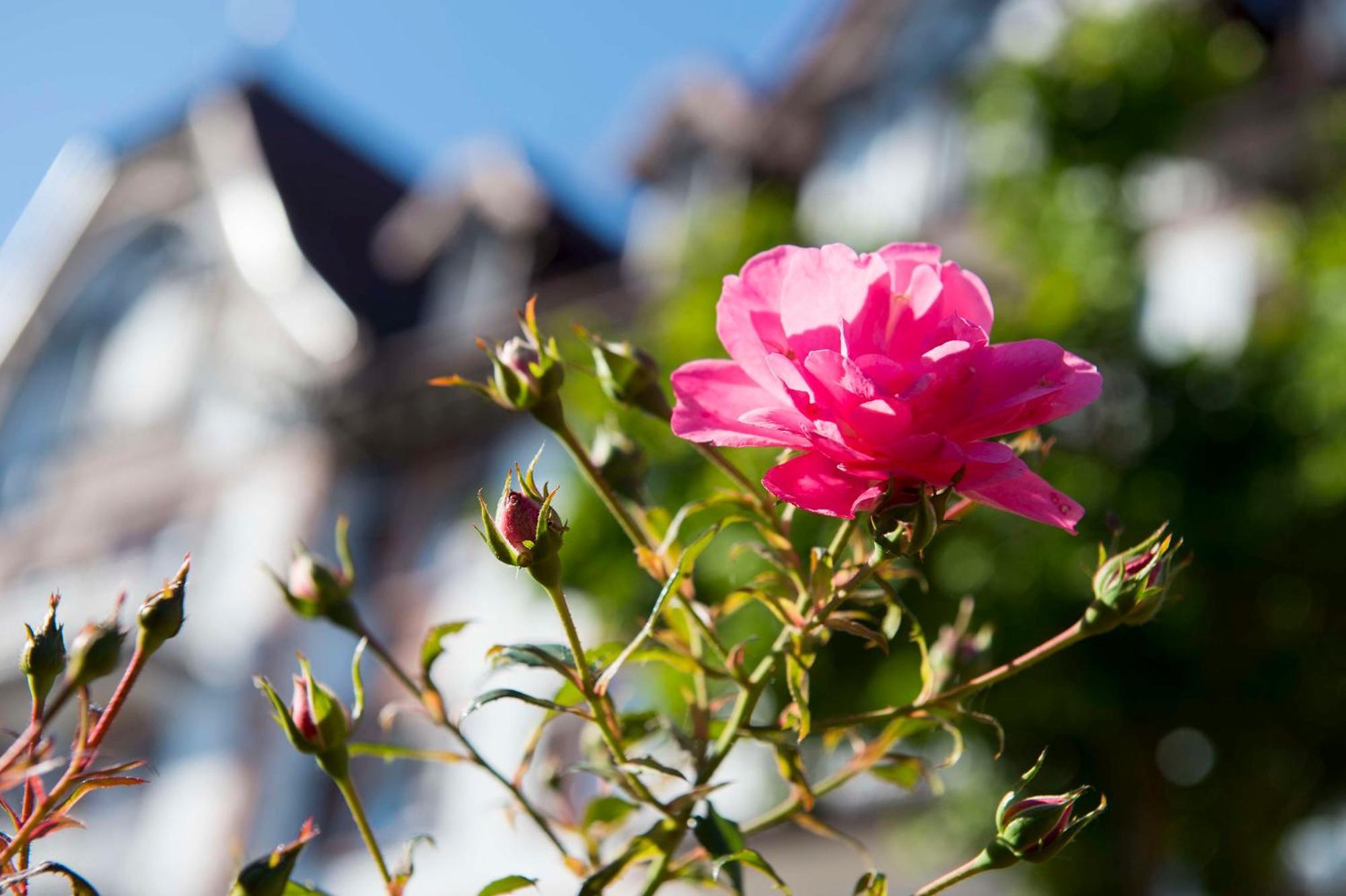 Palmenwald Schwarzwaldhof, Bw Signature Collection Hotel 4*